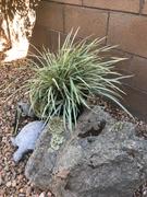 Perfect Plants Nursery Aztec Grass Shrub Review