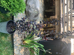 Perfect Plants Nursery Black Diamond® Best Red™ Crape Myrtle Tree Review