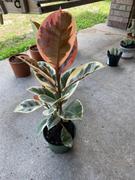 Perfect Plants Variegated Rubber Plant – Ficus Tineke Review