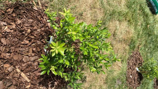 Perfect Plants Nursery Blueberry Soil Mix Review