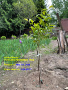 Perfect Plants Nursery Fuyu Jiro Persimmon Tree Review