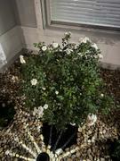 Perfect Plants Nursery White Drift® Rose Tree Review
