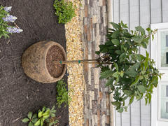 Perfect Plants Nursery Pink Diamond® Hydrangea Tree Review