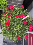 Perfect Plants Nursery Red Drift® Rose Tree Review