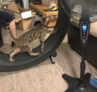 theOuterior Cat Exercise Wheel Review