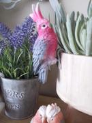 mmturffarm Native Pink and Grey Galah Figurine Review