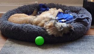 Jollynaps™ Jollynaps™ Super Soft Calming Donut Bed Review