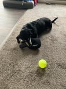 CRBN Pickleball CRBNᴷ⁹ Squeak Dog Toy Review