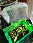 Growgreens BIO Gemüsesamen Set (10 Sorten) - Gemüse Samen Anzuchtset aus biologischem Anbau ideal für Terrasse, Balkon & Garten Review