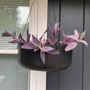 Veradek pure hanging kona bowl planter Review