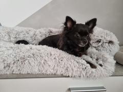 Pfotenlove Pfotenlove - Kuscheliges Hundebett Überall - Der perfekte Schutz für deine Möbel I Mit wasserabweisender Unterlage Review