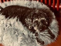 Murphy & Bailey Sheepskin Pet Bed Review