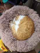 Magische Pfoten MagischePfoten™ Kuscheliges Katzenbett Review