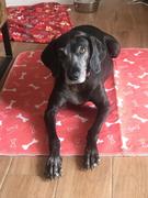 Magische Pfoten MagischePfoten™ Hunde-Pinkel-Pad Review