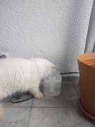 Magische Pfoten MagischePfoten™ Wasserbrunnen für Katzen Review