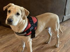 Magische Pfoten MagischePfoten™ Personalisiertes Zugfreies Hundegeschirr Review