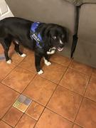 Magische Pfoten MagischePfoten™ Personalisiertes Zugfreies Hundegeschirr Review