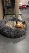 Magische Pfoten MagischePfoten™ Wolke 7 Kuscheliges Hundebett Review