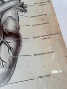 Animus Medicus GmbH Herz Anatomie Review