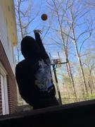 Tuned in Tokyo Blue Tiger Hoodie Review