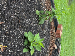 Garden for Wildlife by National Wildlife Federation Spring Bee Buffet 6-Plant Collection Review