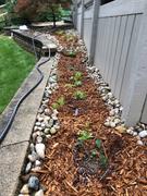 Garden for Wildlife by National Wildlife Federation Spring Bee Buffet 6-Plant Collection (Part Shade) – Limited Edition Review
