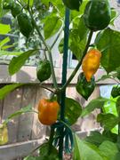 Rohrer Seeds Habanero Orange Pepper Review