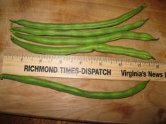 Rohrer Seeds Jade Beans Review