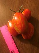 Rohrer Seeds Striped Roma Paste Tomato Review