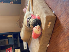 Big Barker Refurbished - Big Barker 7 Headrest Bed Review