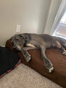 Big Barker Refurbished - Big Barker 7 Headrest Bed Review