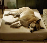 Big Barker Refurbished - Big Barker 7 Sleek Bed Review