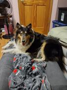 Big Barker Big Barker Orthopedic Dog Bed with Kulkote Review