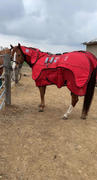 Brandenburg Equine SI PEMF Pro 3 in 1 Equine Therapy Blanket 3.0 Review