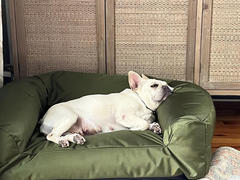 BuddyRest Titan Defender Bolster Dog Bed Review