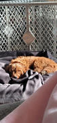 BuddyRest Titan Defender Bolster Dog Bed Review