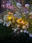 klawigo Lumino™ | Magische Glühwürmchenlichter für deinen Garten Review
