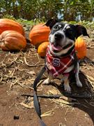 & Mutts Co. cinnamon spice flannel letterman dog bandana Review