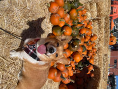 & Mutts Co. cinnamon spice flannel letterman dog bandana Review