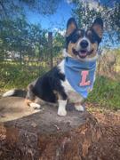 & Mutts Co. light denim pink varsity sherpa letterman dog bandana (M/L, L, XL) Review