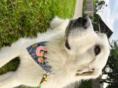 & Mutts Co. DONATION TO MAUI: polu muttstera dog bandana Review