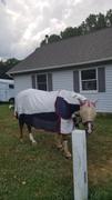 Performance Horse Blankets WeatherBeeta Breeze Combo Neck Summer Sheet Review