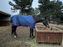 Performance Horse Blankets Mio® Turnout Sheet Review