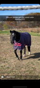 Performance Horse Blankets Amigo Pony Hero 900D Turnout Sheet Review