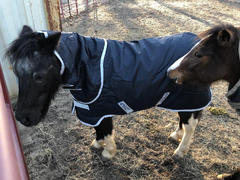 Performance Horse Blankets Amigo Hero 6 Petite Plus Medium Turnout Blanket Review