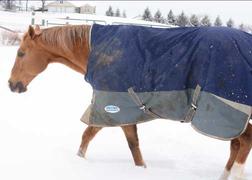 Performance Horse Blankets WeatherBeeta ComFiTec Plus Dynamic High Neck Lite Turnout Sheet Review