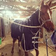 Performance Horse Blankets WeatherBeeta ComFiTec Essential Combo Heavy Turnout Blanket Review