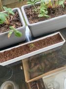 Go For Zero Urban Greens - Micro Herbs Windowsill Grow Kit Review