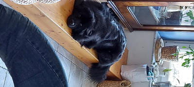Good4Dogs Ovčetina 1kg Review