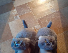 Sunflower Jewels  Hug Cat Slippers Review